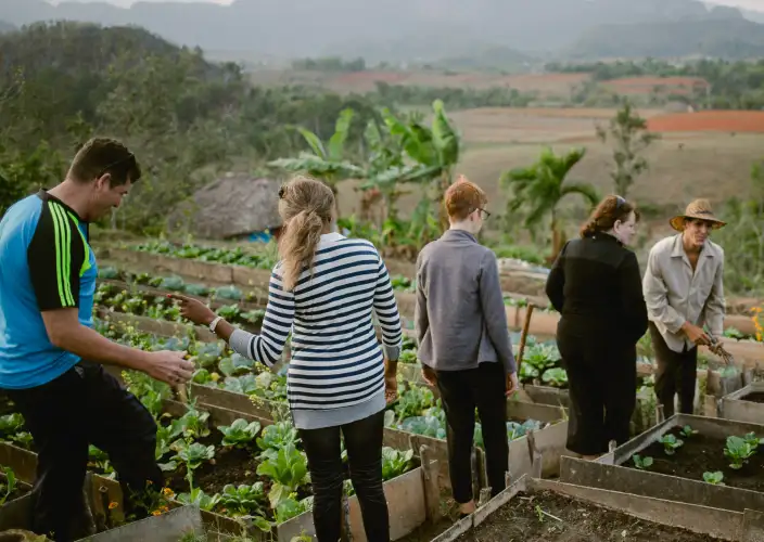 Ultimate Cuban Life Experience – 9 Days - Vinales via Las Terrazas - Photo of the day