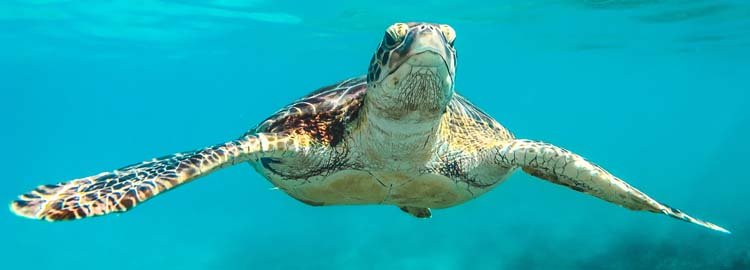 De Galápagos met het gezin - Isabela, de wildste - Isabela, la plus sauvage