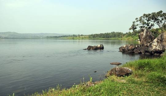 Safari de avistamiento de aves de 1 día: Pantano de papiro de Mabamba y cigüeña picozapato - Un día de avistamiento de picozapato en el pantano de Mabamba - Foto del día