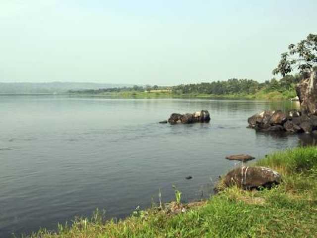 Safari d'observation des oiseaux d'1 jour : Marais de papyrus de Mabamba & Bec-en-sabot du Nil
