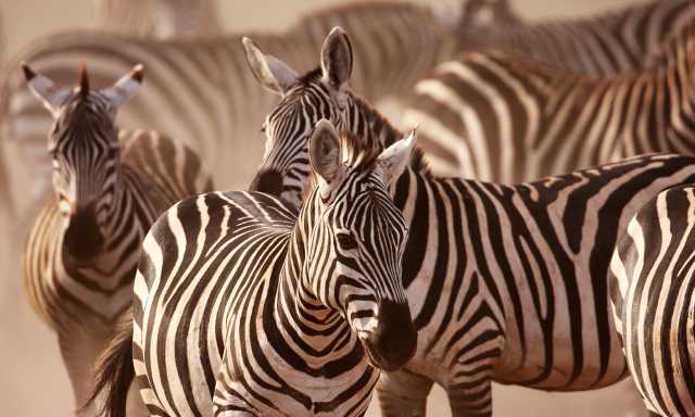 6 Tage - Kenia Majestic Private Safari