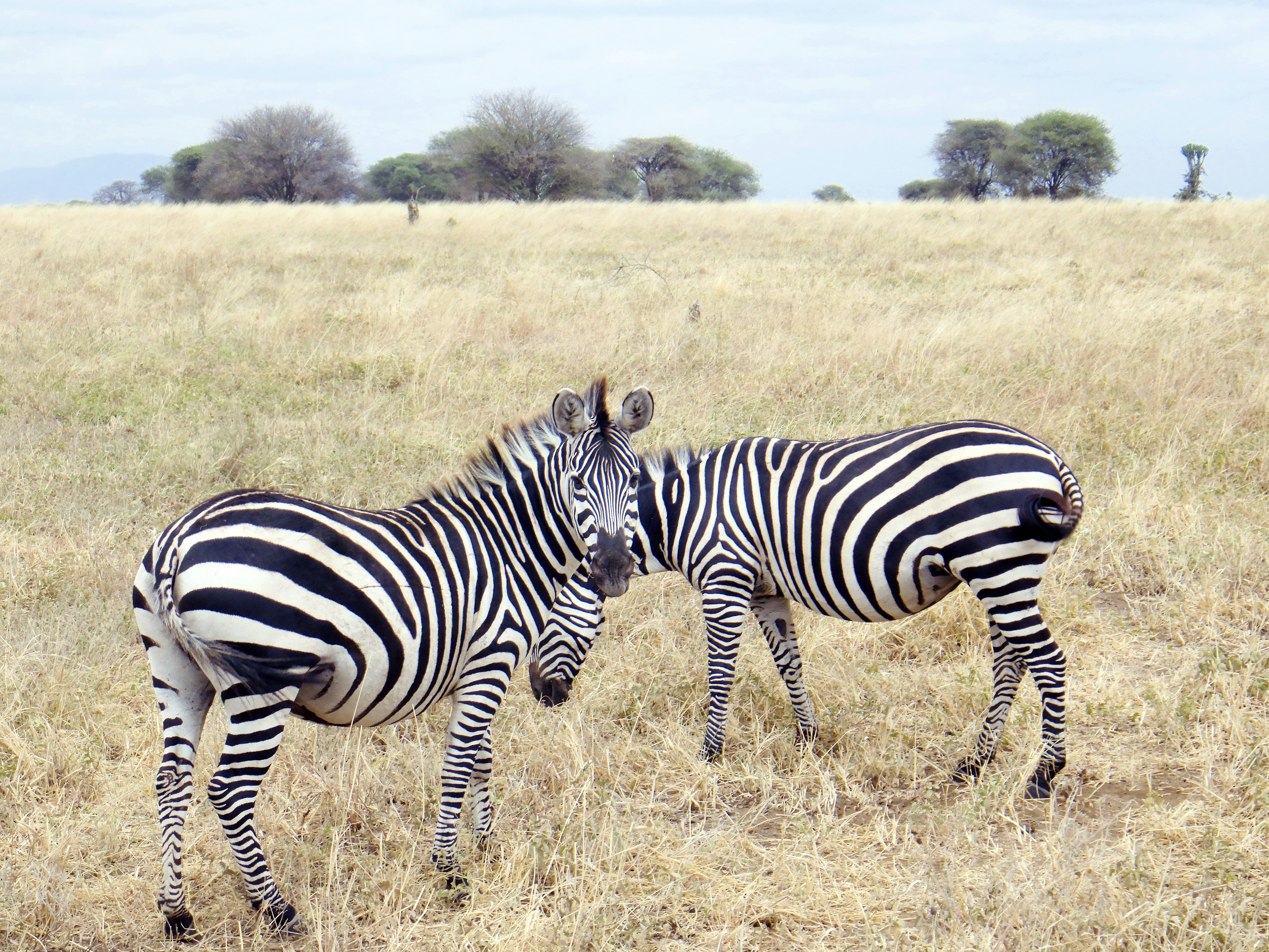 Safari Trésor de Tanzanie de 6 jours - Ville d'Arusha – PN de Tarangire - PC - Photo du jour