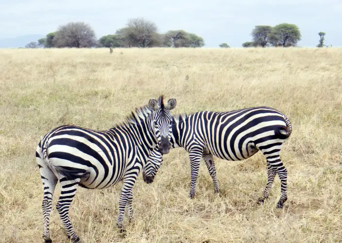 6 Días Tesoro de Tanzania Safari - Arusha Town – Tarangire NP - PC - Foto del día