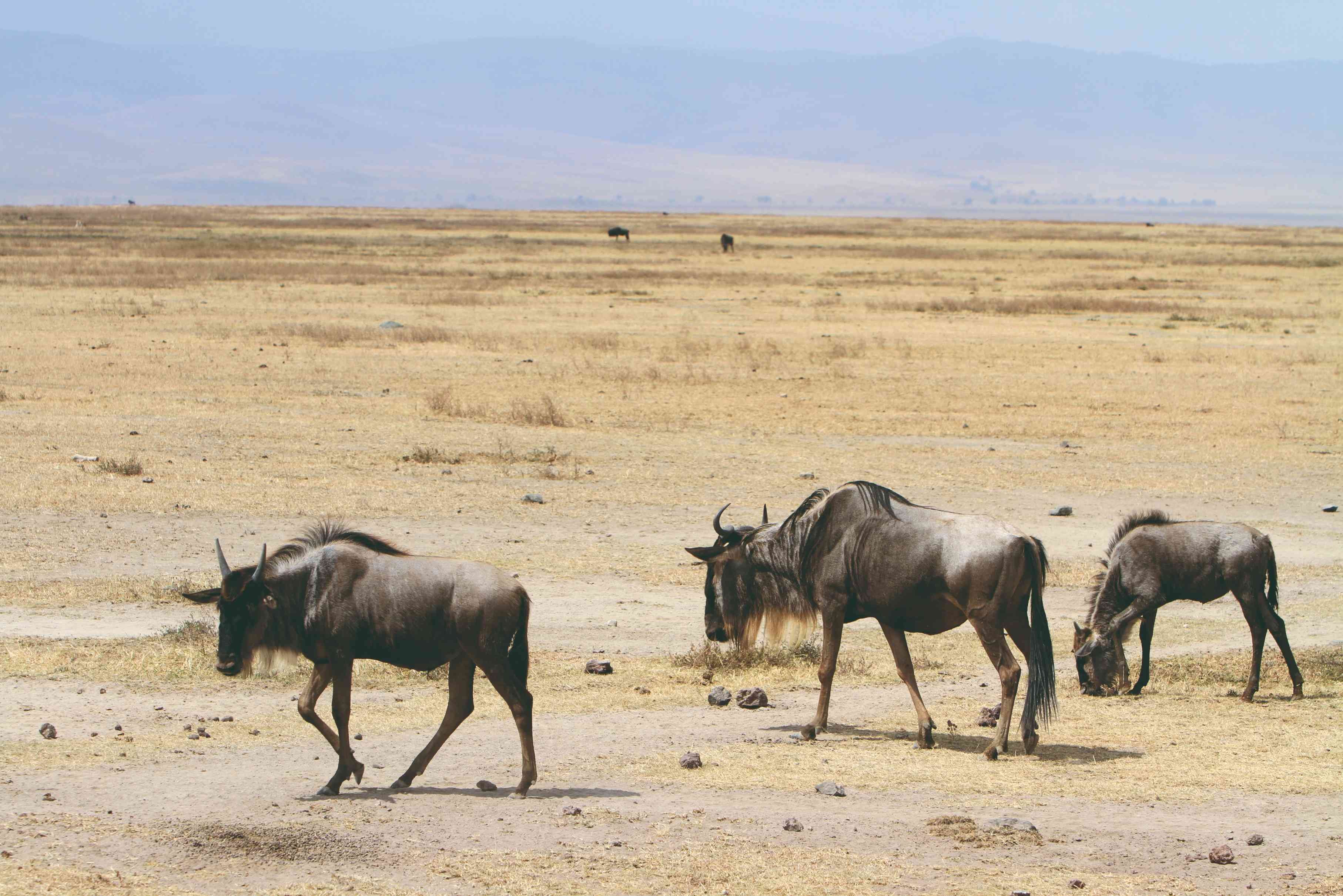 Tarangire, het Natronmeer, de berg Oldonyo Lengai, Serengeti, de Ngorongoro-krater en het Manyarameer - Observatie van de Ngorongoro-krater - Observation du cratère du Ngorongoro