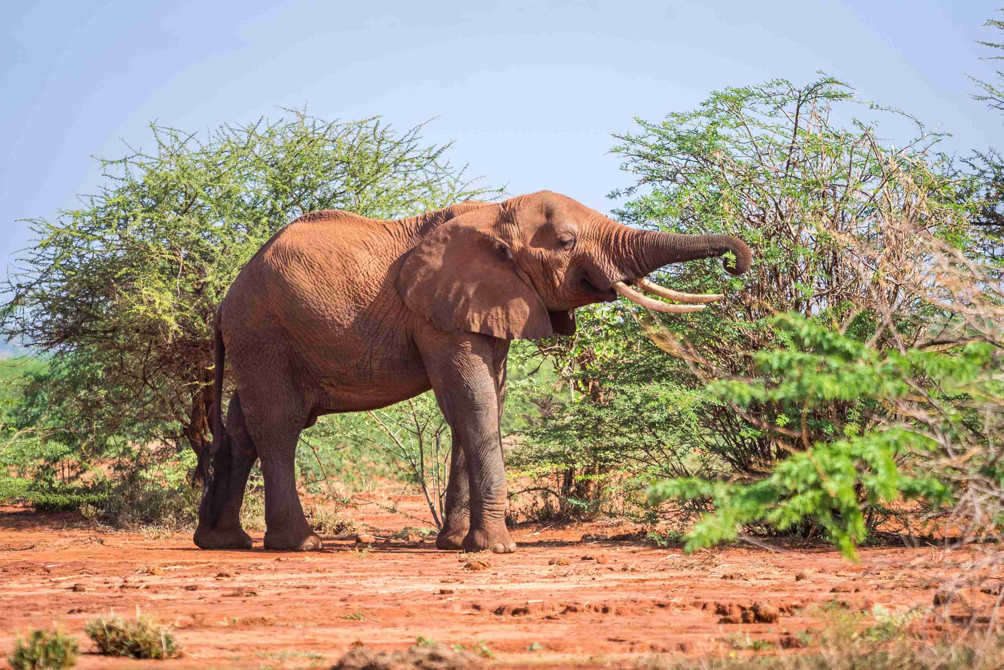 Het beste van Kenia: een huwelijksreis in de wilde natuur - Nationaal park Tsavo West - Parc national Tsavo West