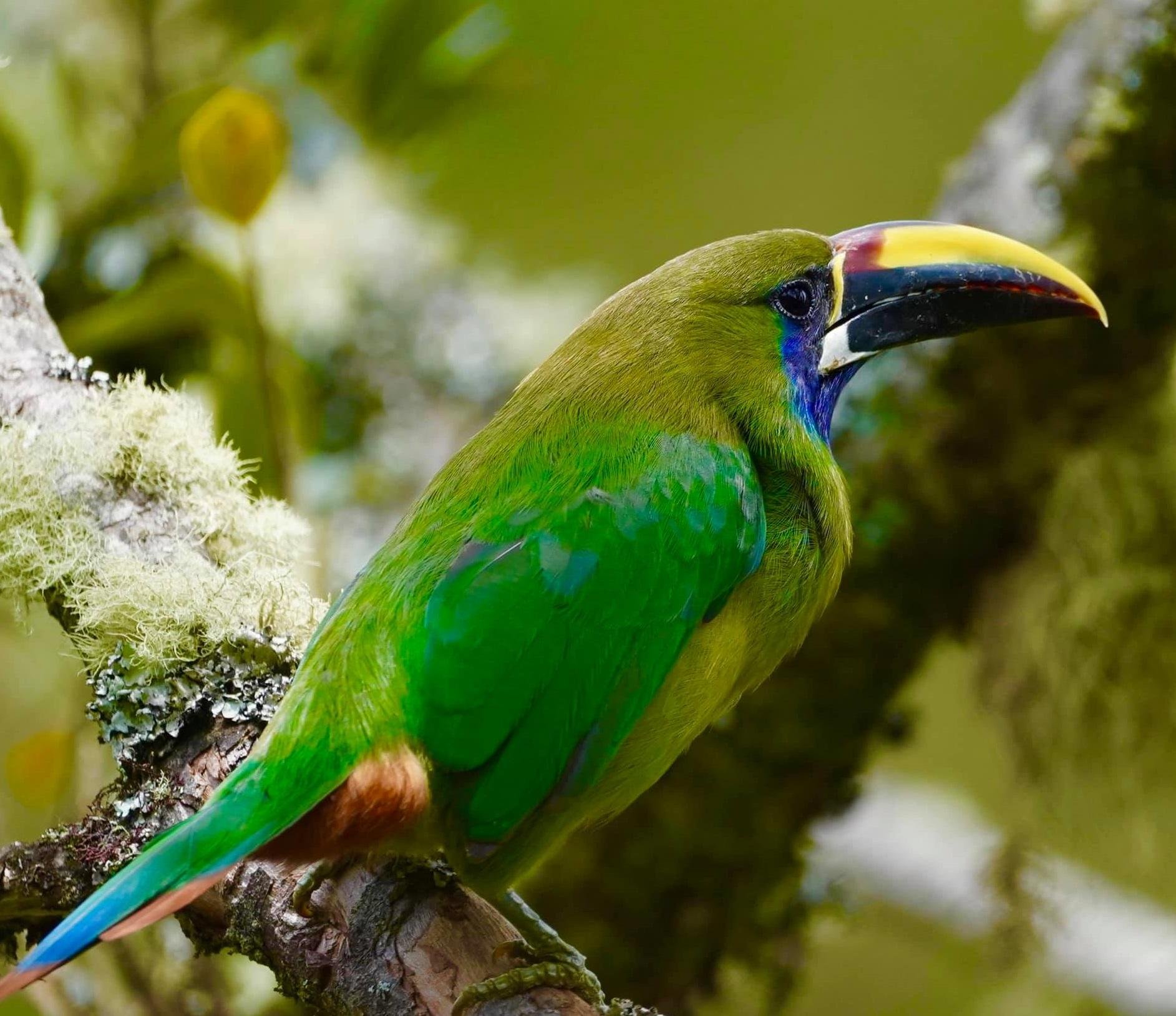 Von der Karibikküste bis zum Pazifik von Costa Rica. - Von der Nicoya-Halbinsel zur zentralen Pazifikküste. - De la péninsule de Nicoya vers la côte pacifique centrale