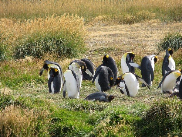 De l'Atacama à la Patagonie, 18 jours au Chili. - TERRE DE FEU - PUNTA ARENAS - TERRE DE FEU -  PUNTA ARENAS