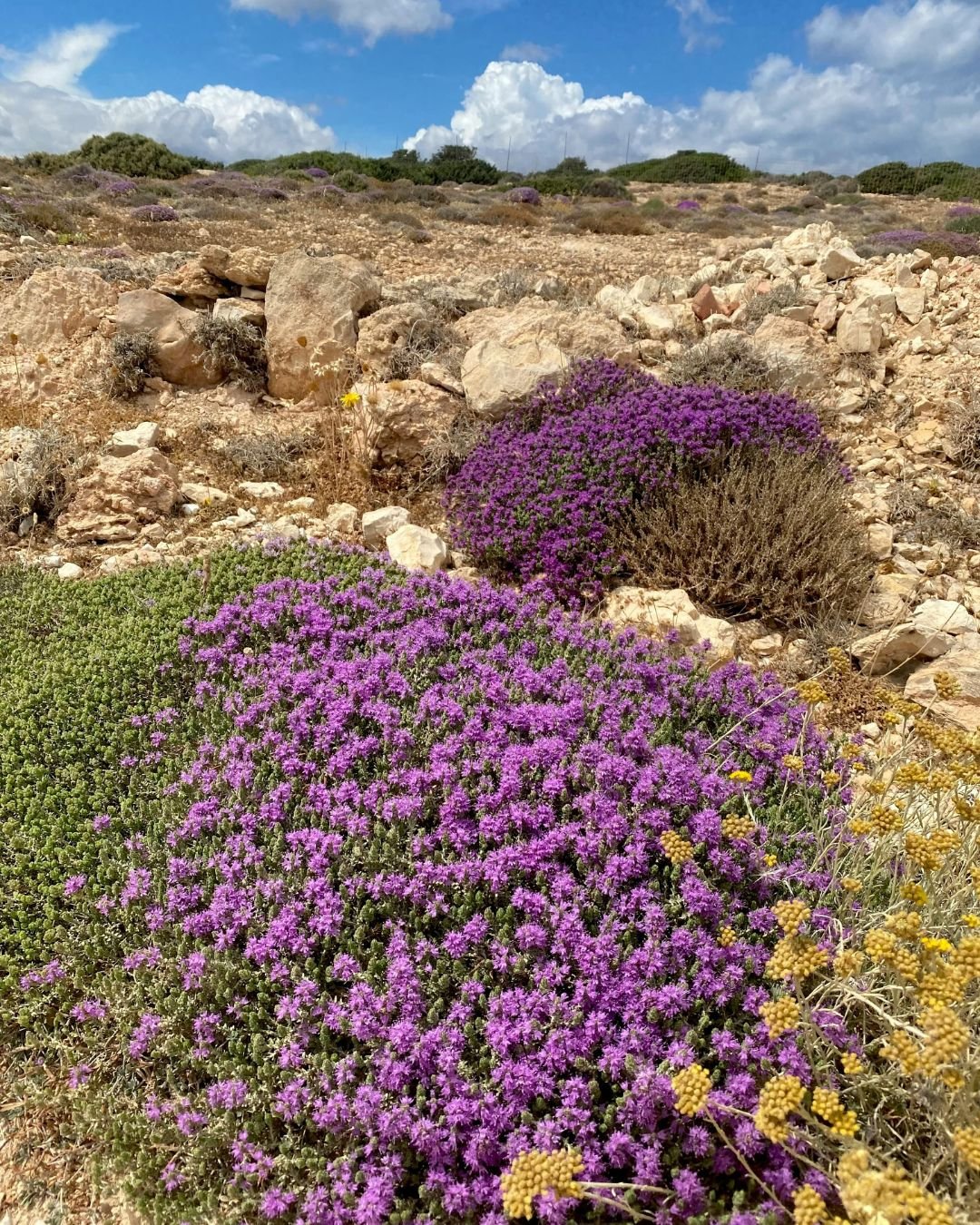 Tra vulcano e natura : Santorini & Naxos altrimenti - Naxos, natura e montagne - Foto del giorno