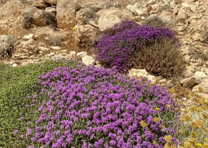 Tra vulcano e natura : Santorini & Naxos altrimenti - Naxos, natura e montagne - Foto del giorno