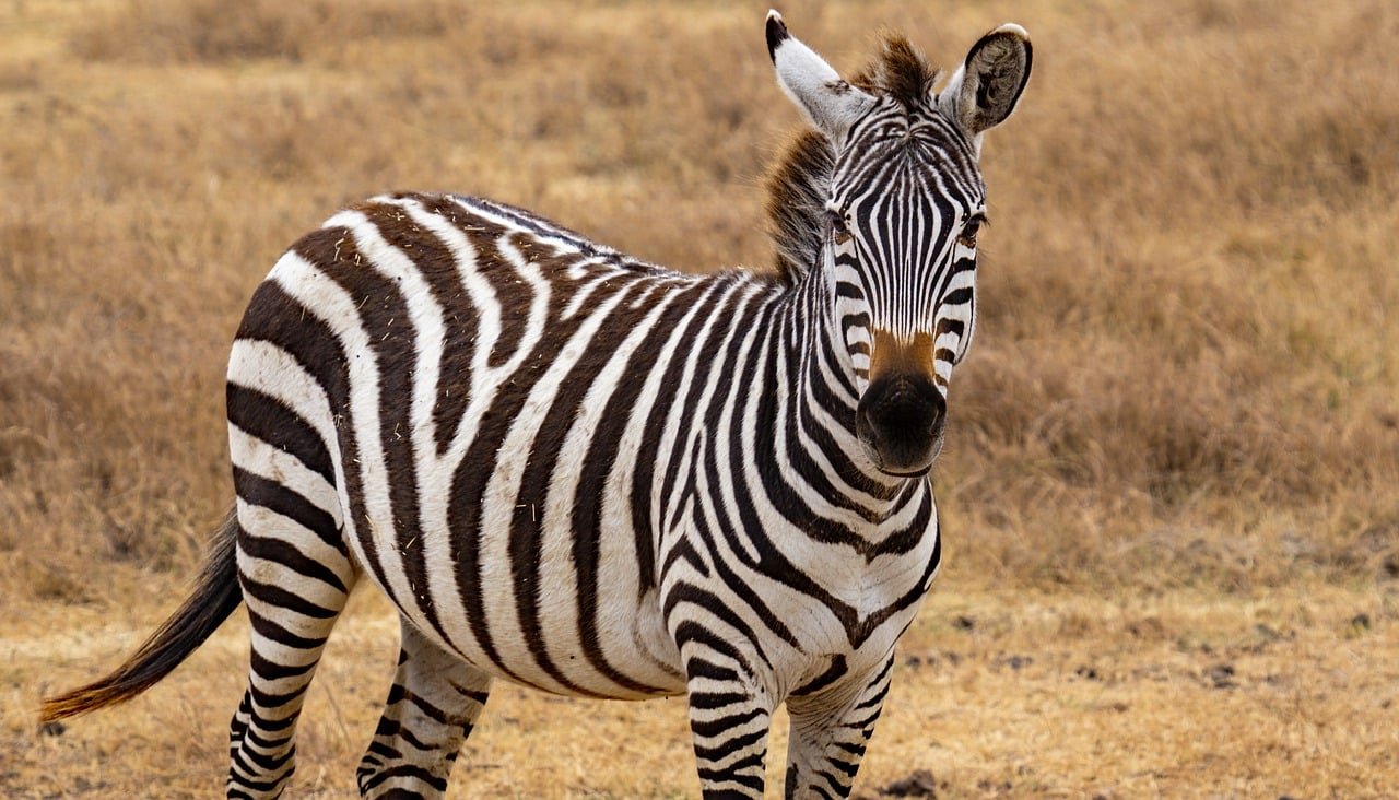 DE SAFARI BABY GNOES IN 11 DAGEN - Zuid-Serengeti - Sud Serengeti
