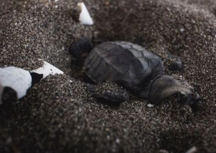 Bali met het gezin en tieners: avonturen, cultuur en onvergetelijke momenten op het eiland van de Goden. - De Ninja Turtles komen eraan! - Foto van de dag