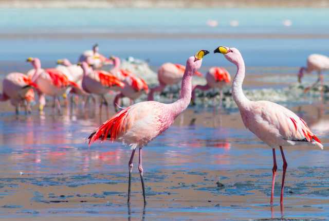 En busca del Eldorado