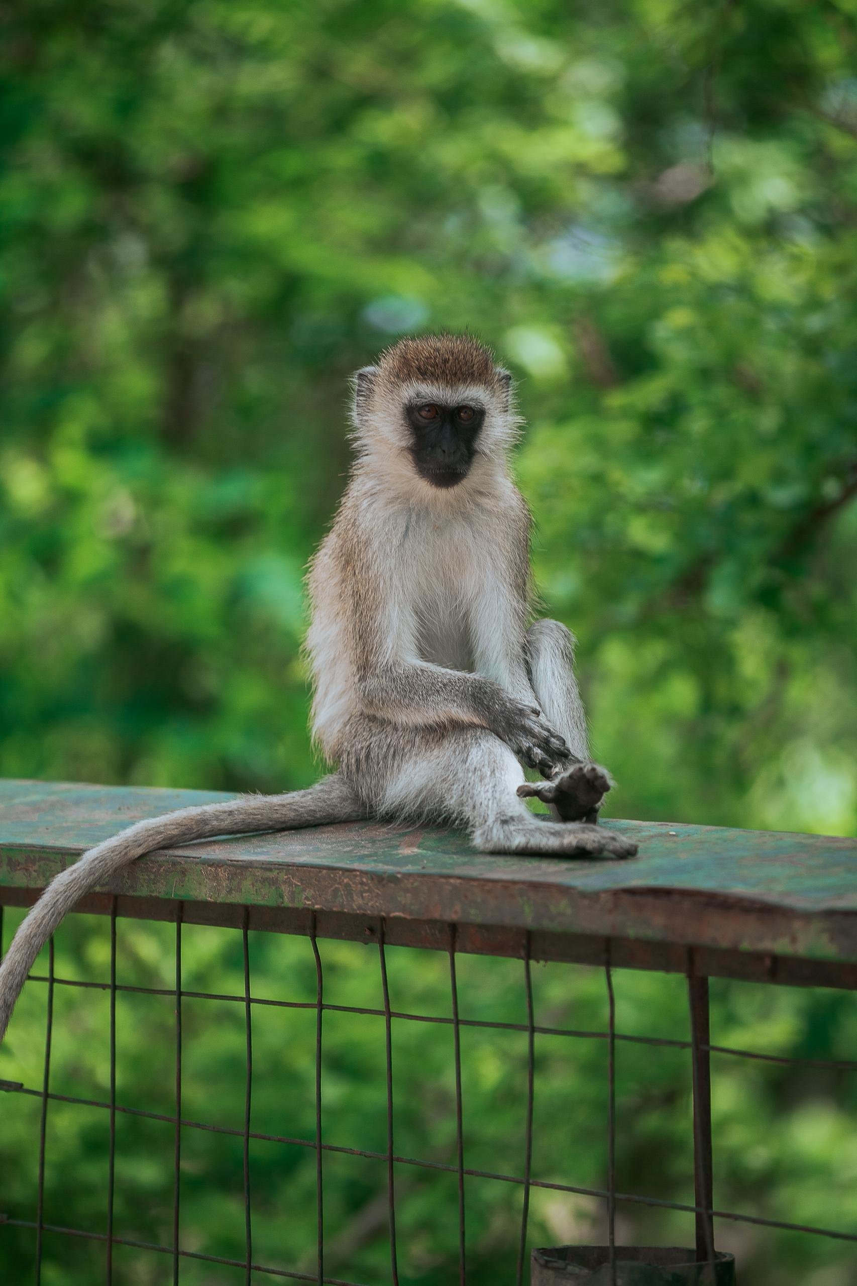 Aventura clásica de safari en Tanzania de 7 días - Arusha – Parque Nacional del Lago Manyara – Karatu - Foto van de dag