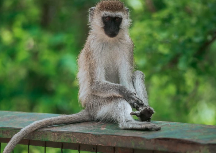 7-Day Tanzania Classic Safari Adventure - Arusha – Lake Manyara National Park – Karatu - Photo of the day