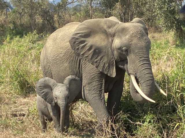 14 Dias de Safari na Tanzânia, Cultura & Fuga para Zanzibar
