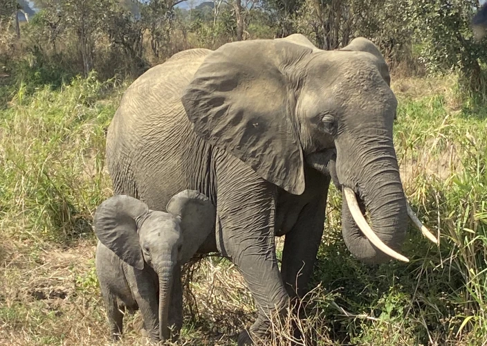 Safari de 14 jours en Tanzanie, culture et escapade à Zanzibar - Cratère du Ngorongoro - Photo du jour