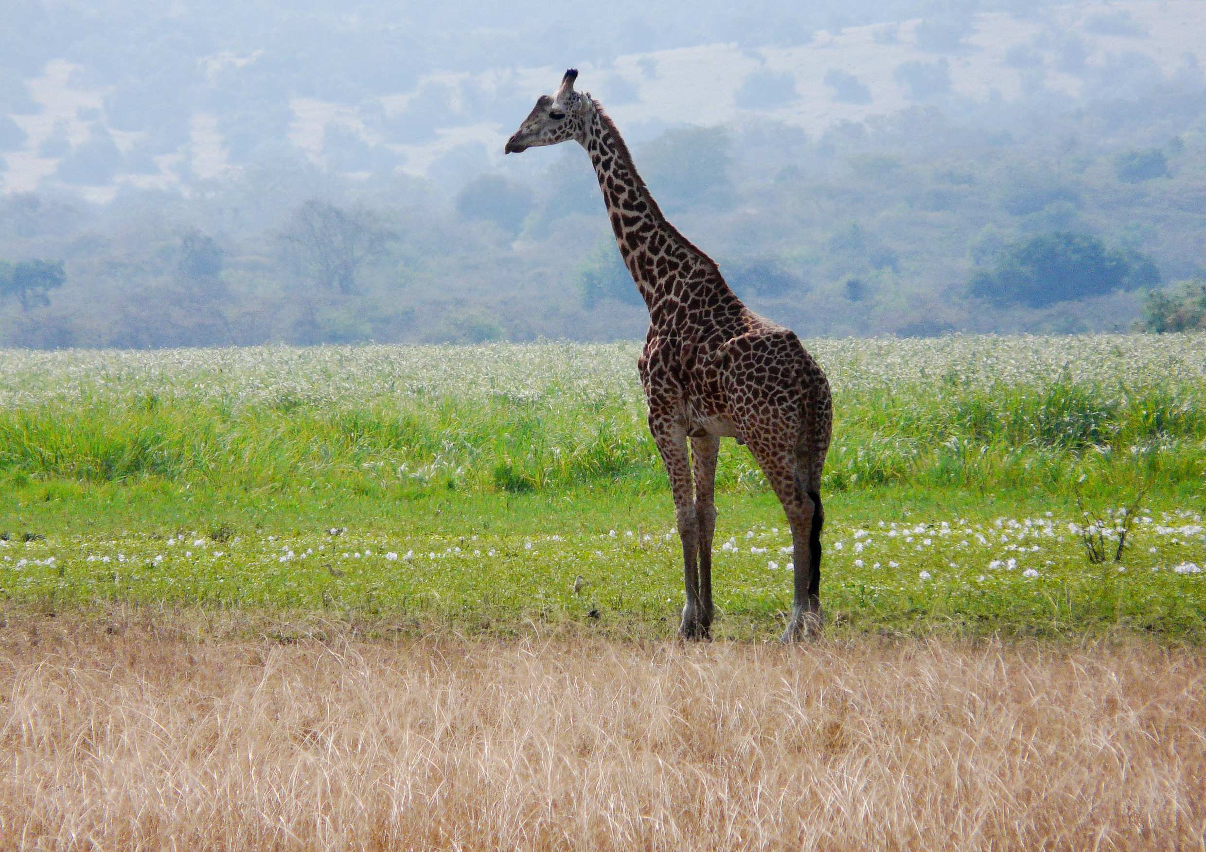8 jours de safari au Rwanda - Explorez le parc national de l'Akagera. - Explorez le parc national de l'Akagera