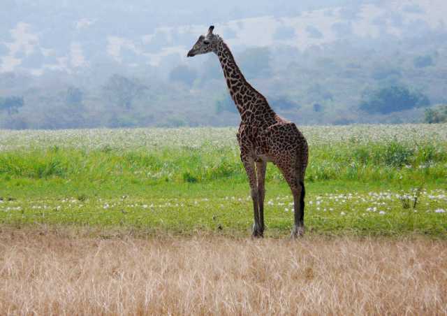 8 giorni di safari in Ruanda