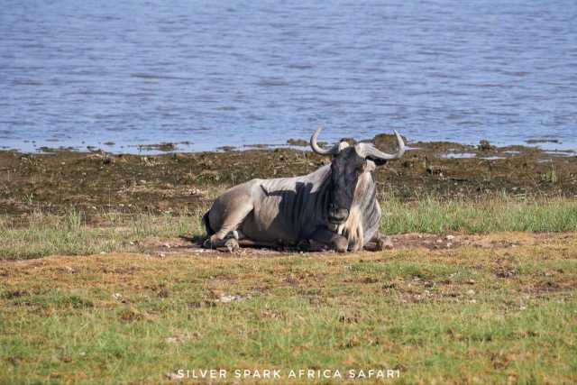 6-tägige Maasai Mara, Lake Naivasha, Amboseli Nationalpark