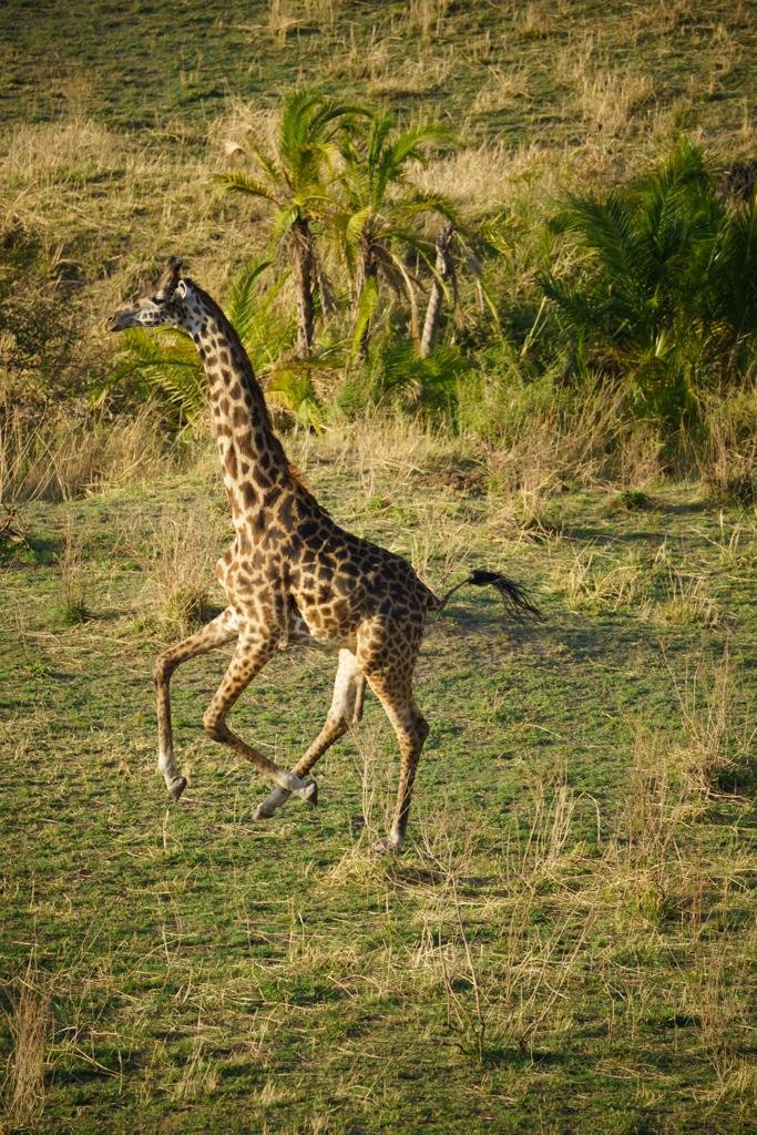 Grande migration et safari de traversée de la rivière Masai Mara - Conduisez jusqu'au parc national de Tarangire. - Photo du jour