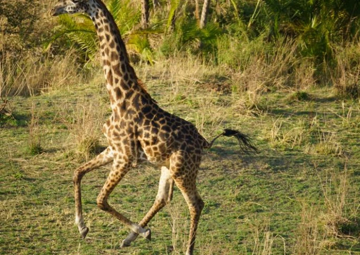 Great Migration and Masai Mara River Crossing Safari - Drive to Tarangire National Park. - Photo of the day
