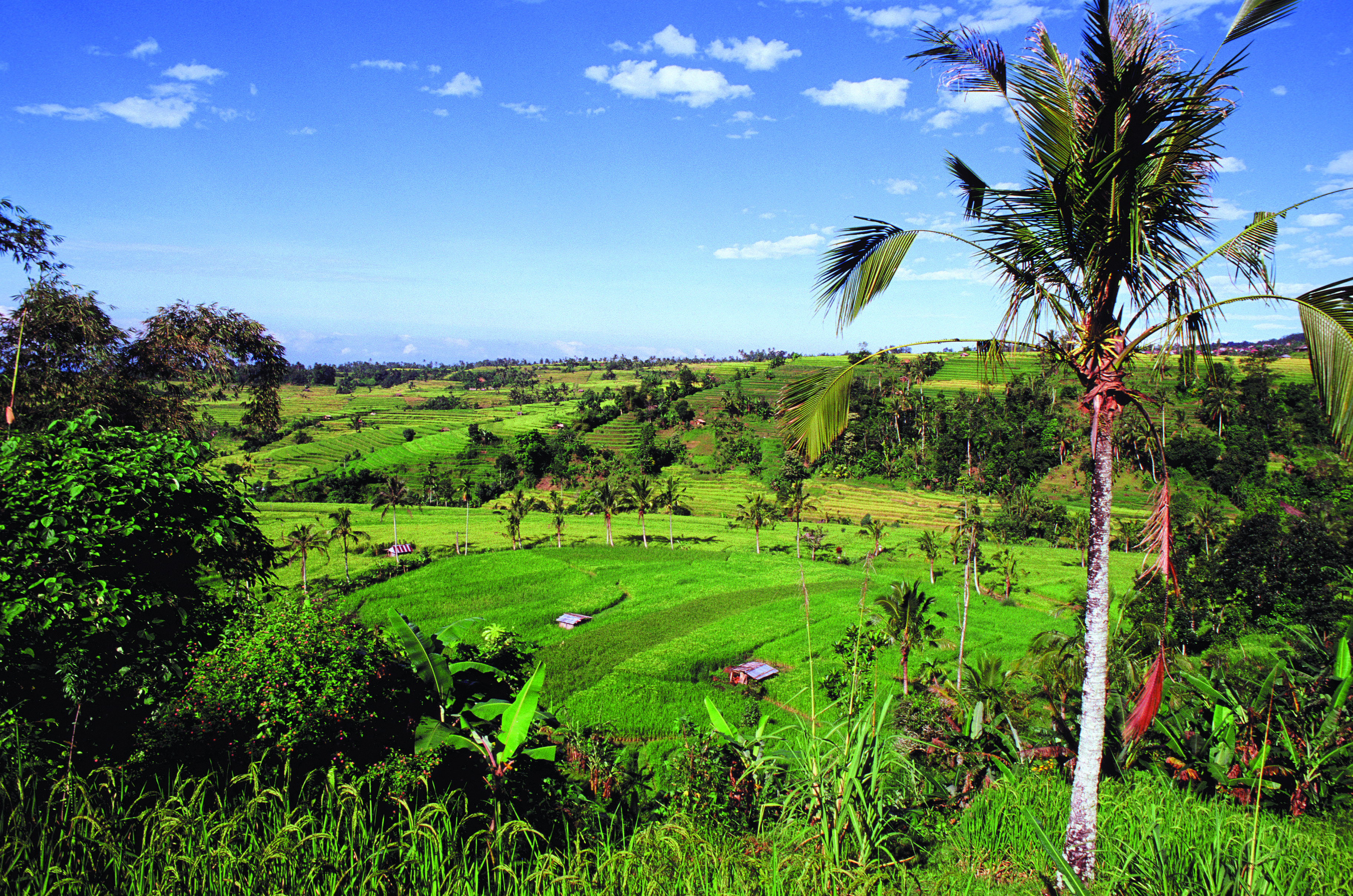 Authentieke ontdekking van Bali in slow travel-modus - De markt van Pasar Badung - Jatiluwih - Munduk - Le marché de Pasar Badung - Jatiluwih - Munduk