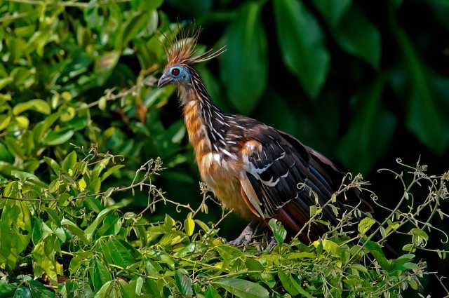 En busca del Eldorado
