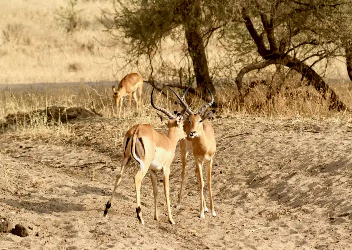 Strand & Bush: De Ultieme 5-Daagse Safari-ervaring - Zanzibar - Vlieg naar Arusha - Tarangire Nationaal Park - tarangire