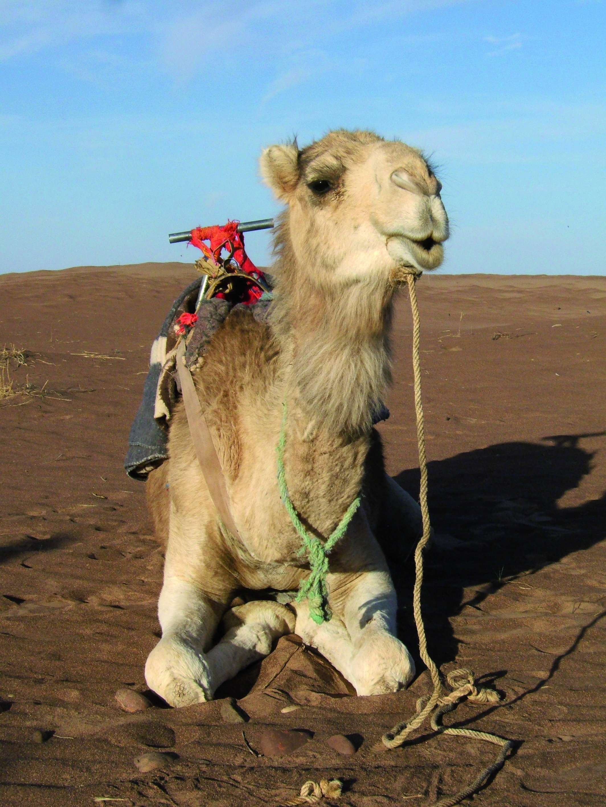 La caravana bereber - Salida - Départ
