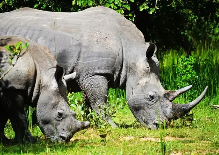 14-Day Grand Uganda Safari Experience - Morning game drive, 11 am boat trip, and transfer to Ziwa Rhino - Photo of the day