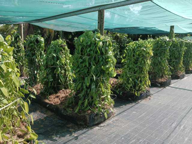 Het Essentiële van La Réunion