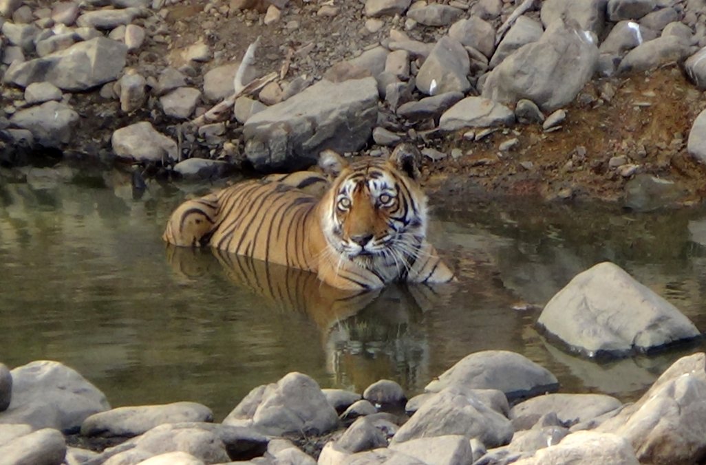 Découverte du Rajasthan, tigres et temples érotiques - Ranthambore - Ranthambore