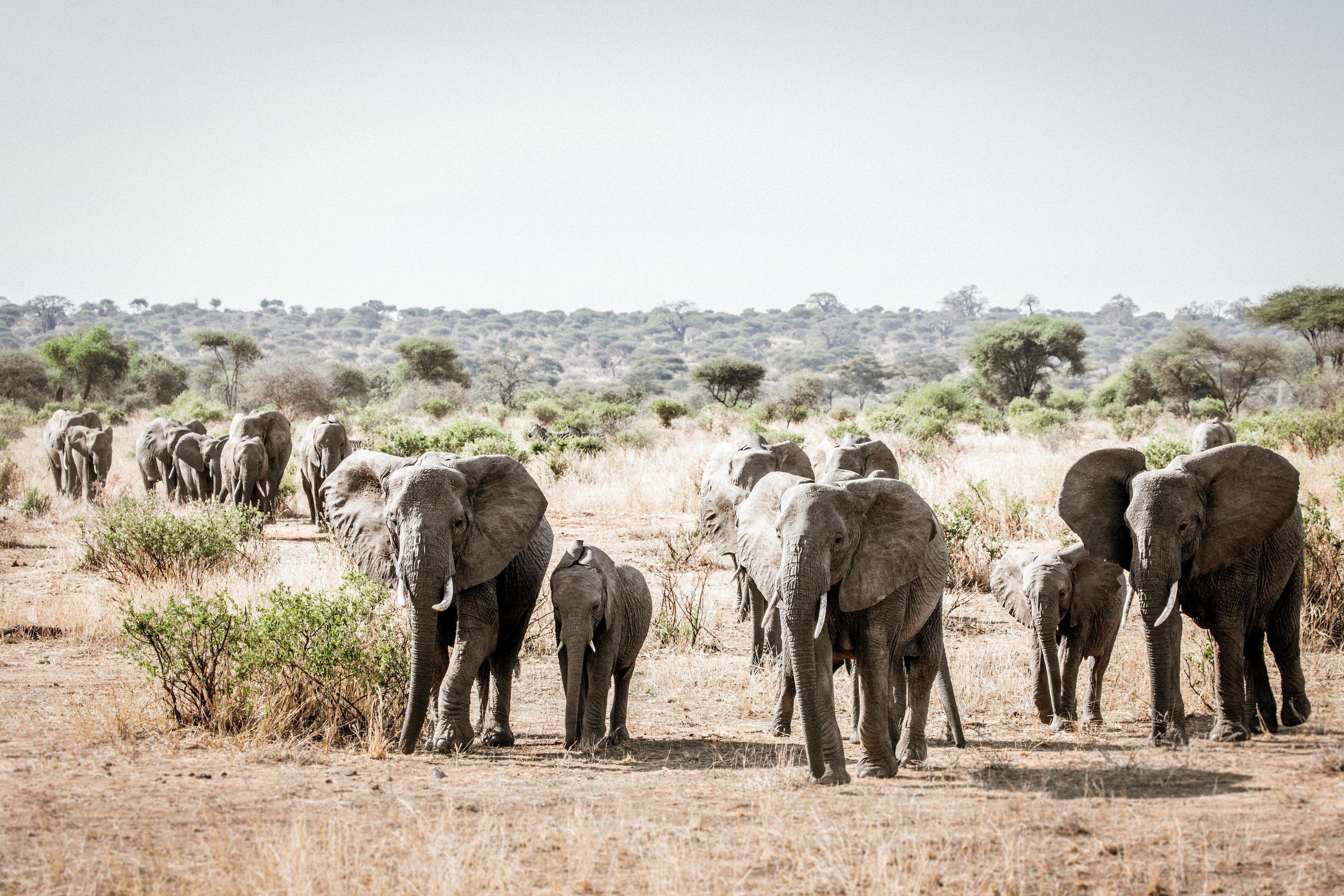 Tanzania Classic Safari: The Ultimate Wildlife Journey - Full-Day Exploration of Tarangire's Wild Heart - Tarangire Elephants