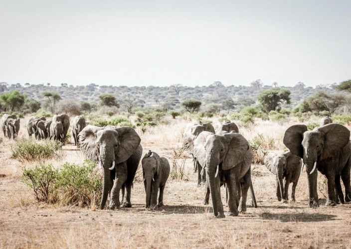 Tanzania Classic Safari: The Ultimate Wildlife Journey - Full-Day Exploration of Tarangire's Wild Heart - Tarangire Elephants