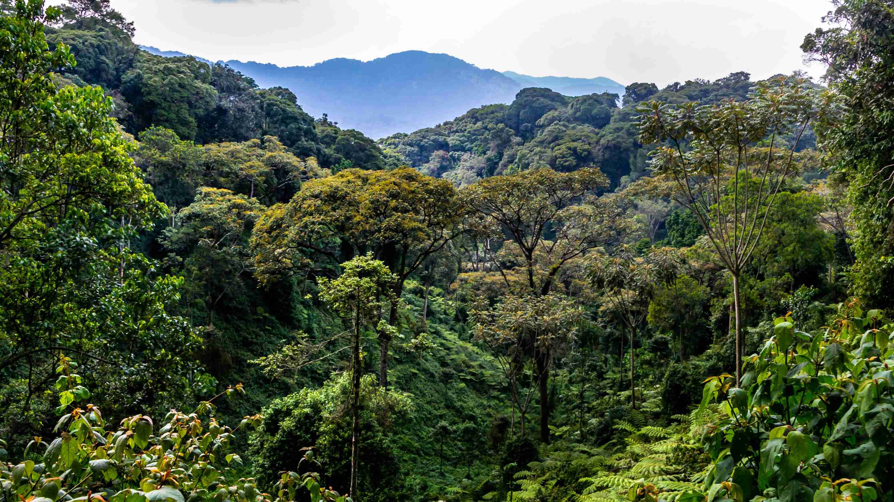 14-day adventure trip: discover Rwanda. - Canopy walk and visit to the local community at Nyungwe - Promenade dans la canopée et visite du communauté locale au Nyungwe