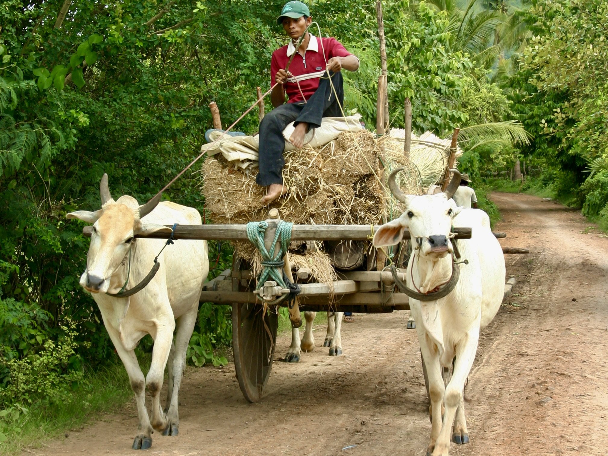 De terugkeer naar het Tonle Sap-meer + Kratie (dolfijnen) + Kep (kust) - Kompong Cham: plattelandsleven, pagodes en tempels - Foto van de dag