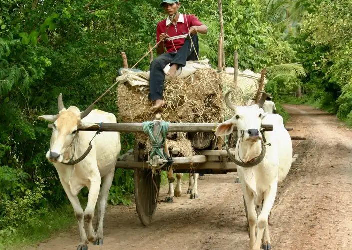 De terugkeer naar het Tonle Sap-meer + Kratie (dolfijnen) + Kep (kust) - Kompong Cham: plattelandsleven, pagodes en tempels - Foto van de dag
