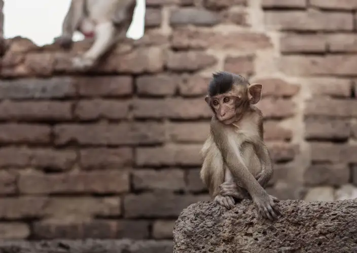 Thailand in zijn geheel - AYUTTHAYA – LOPBURI – SUKOTHAI. Ayutthaya, Wat Mahathat en Lopburi - Foto van de dag