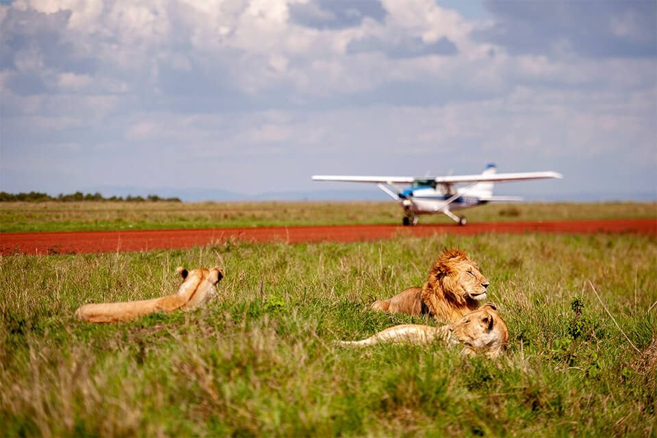 Safari de lujo en avión por Kenia - Vuela al Maasai Mara – Entra en la icónica sabana - Foto del día