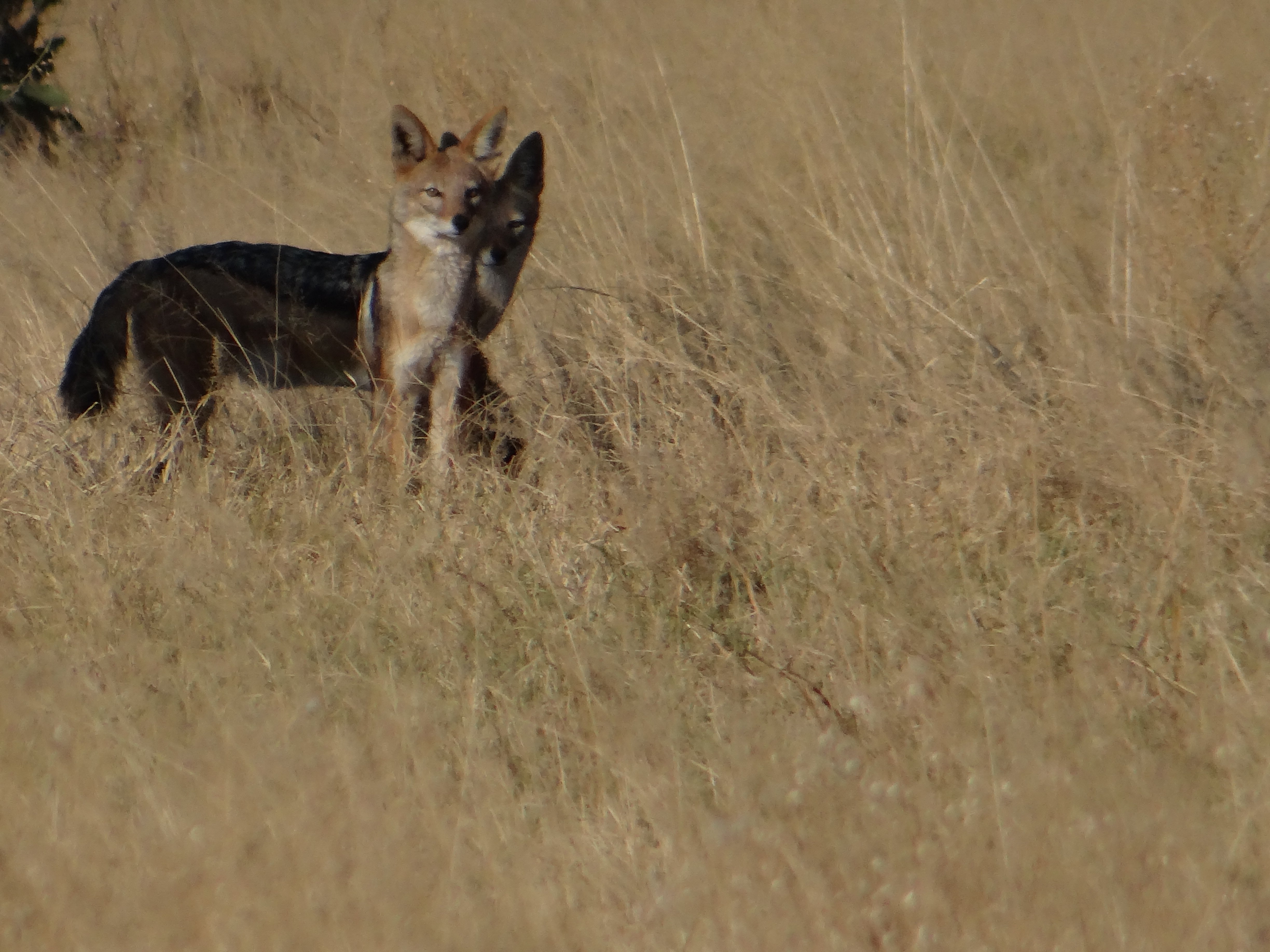Cataratas Vitória & Botswana - Descoberta de Savuti - Foto do dia