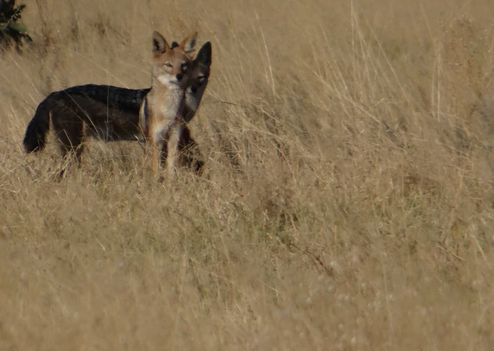 Cataratas Vitória & Botswana - Descoberta de Savuti - Foto do dia