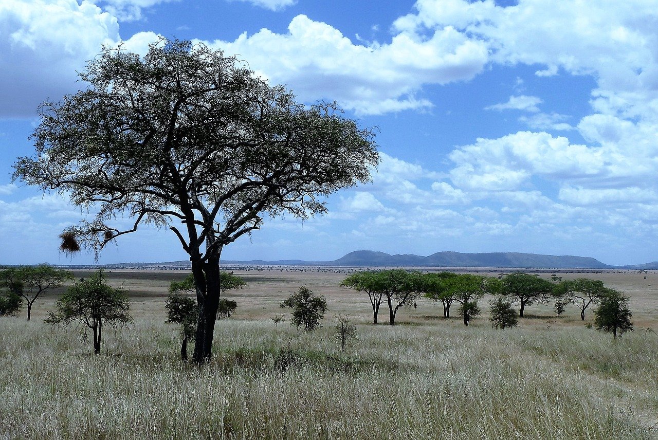 UNA HAZAÑA TANZANA - Parque nacional del Serengeti - Parc national du Serengeti