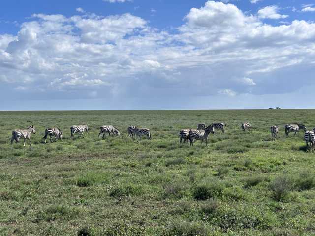 14 Dagen Safari & Strand: De Tanzania Huwelijksreis Ontsnapping