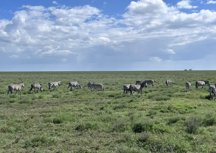 14 Días de Safari y Arena: La Escapada de Luna de Miel en Tanzania - Safari de día completo por el Serengeti y paseo en globo aerostático - Foto del día