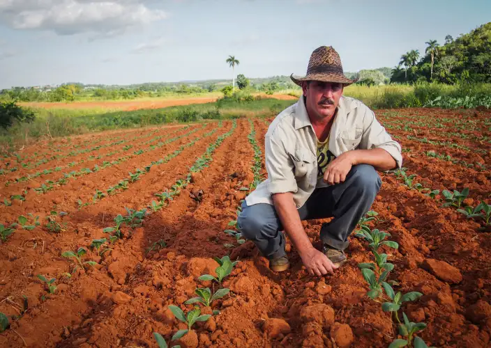Ultimate Cuban Life Experience – 9 Days - Vinales via Las Terrazas - Photo of the day