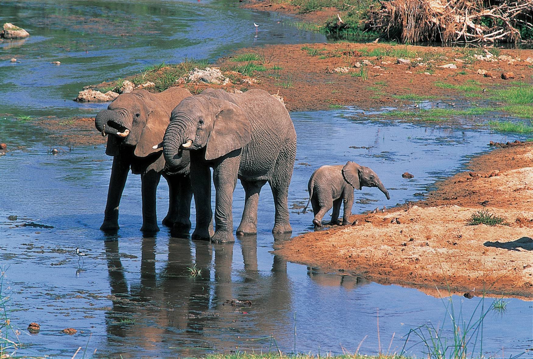 Safari animalier et expérience locale - Lac Manyara, puis transfert à l'aéroport. - Lac Manyara puis transfert à l'aéroport
