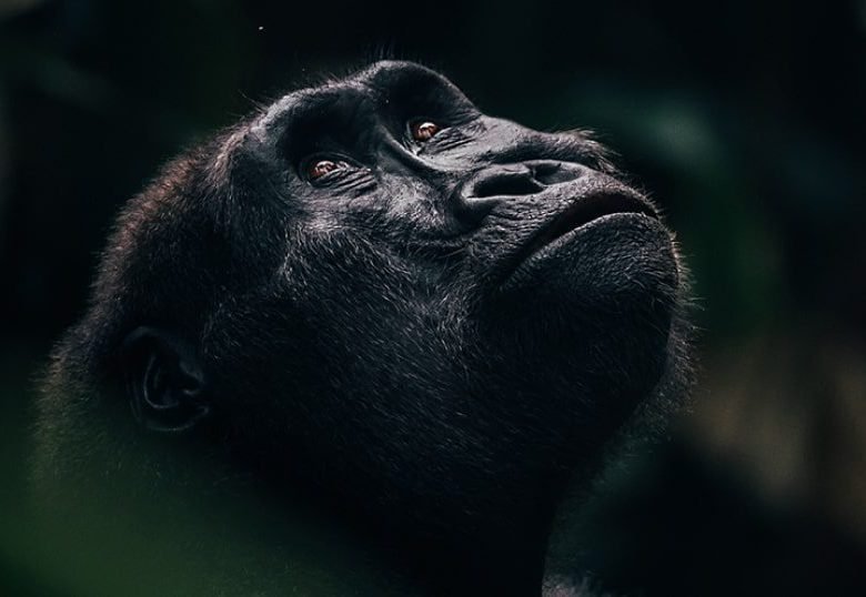 Exclusief verblijf in het hart van het nationaal park Odzala-Kokoua, juweel van Centraal-Afrika - Ngaga Lodge (Kamba) - Foto van de dag