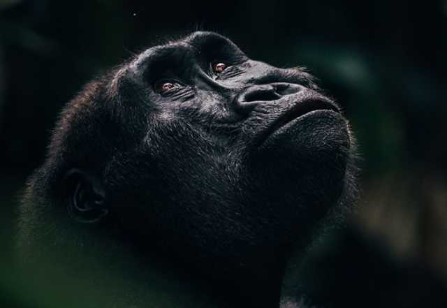 Exclusief verblijf in het hart van het nationaal park Odzala-Kokoua, juweel van Centraal-Afrika