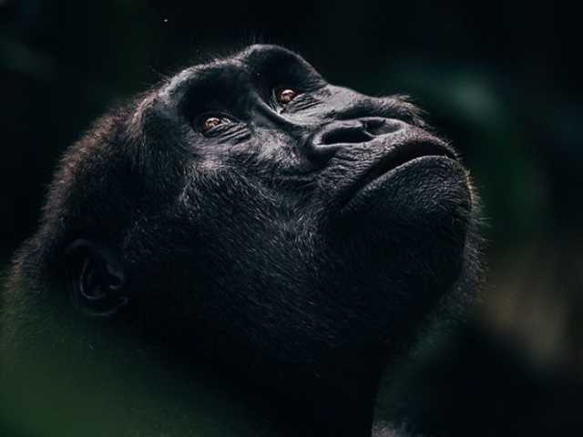 Séjour exclusif au cœur du parc national d’Odzala-Kokoua, joyau d’Afrique centrale