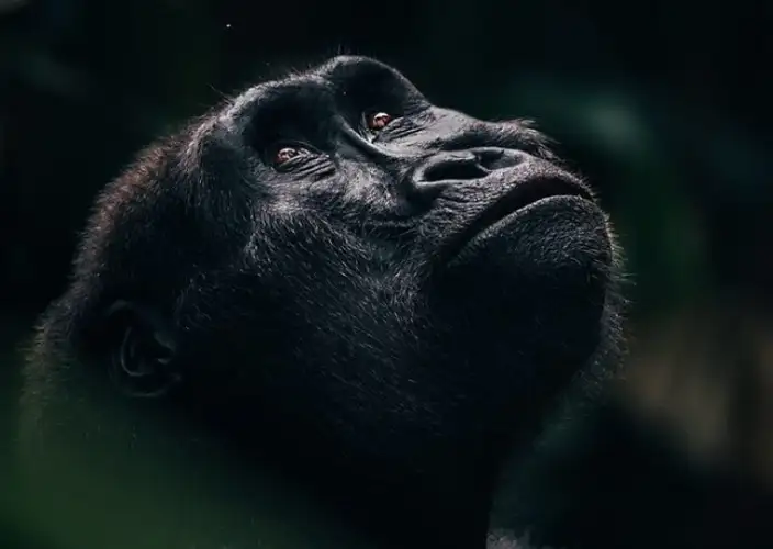 Exclusief verblijf in het hart van het nationaal park Odzala-Kokoua, juweel van Centraal-Afrika - Ngaga Lodge (Kamba) - Foto van de dag